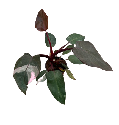 4" Philodendron Pink Princess